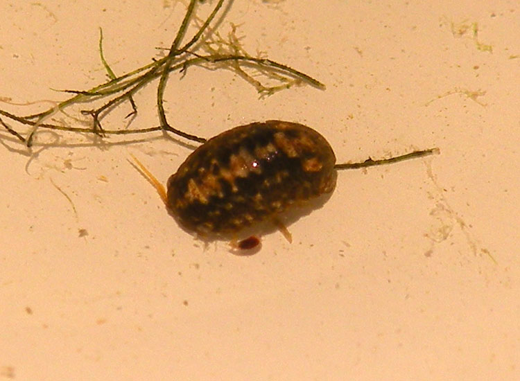 Crostacei dalle Saline di Cervia